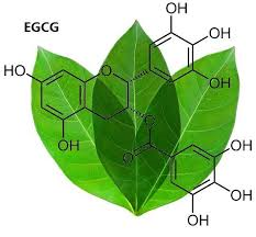 Hợp chất EGCG có trong trà olong 