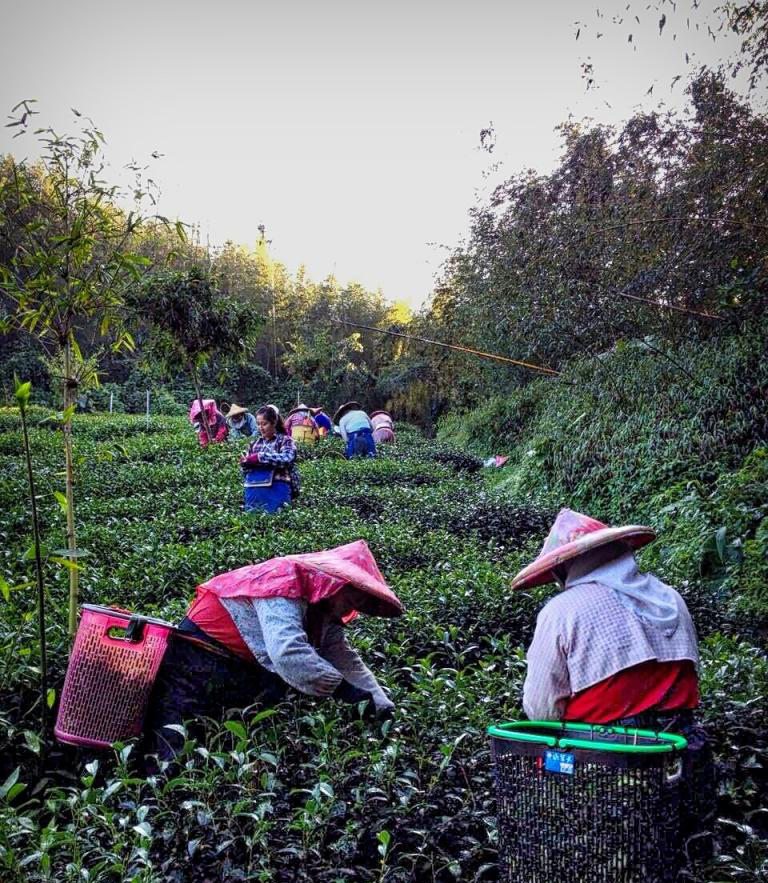 thu hoạch trà ô long trên núi cao