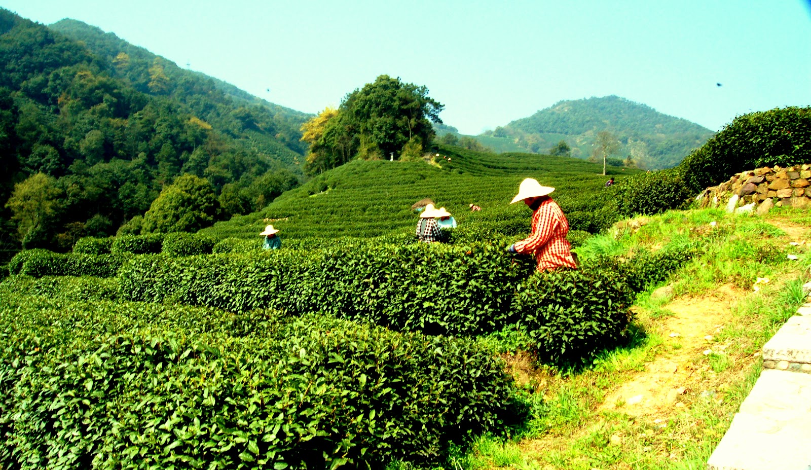 đồi trà long tỉnh