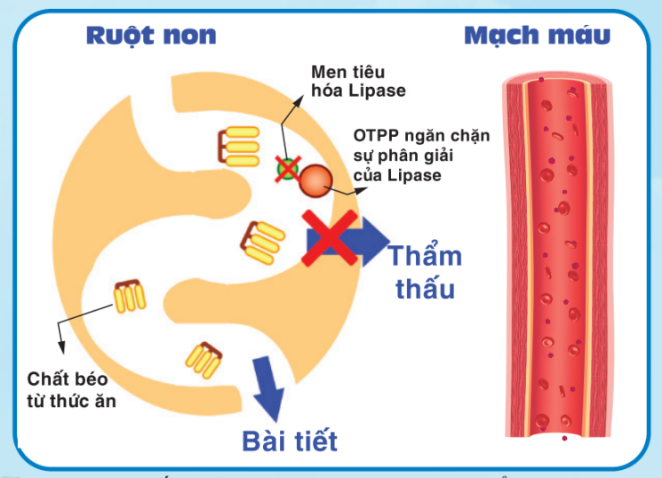 lợi ích của trà ô long